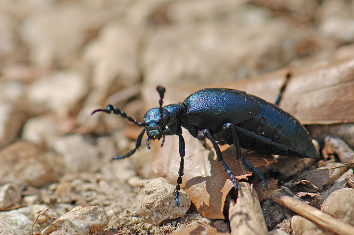 Meloe violaceus